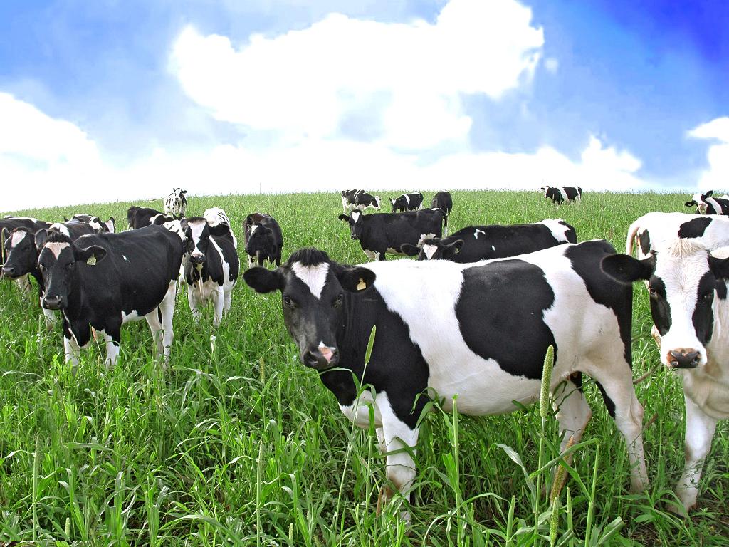 cows-main